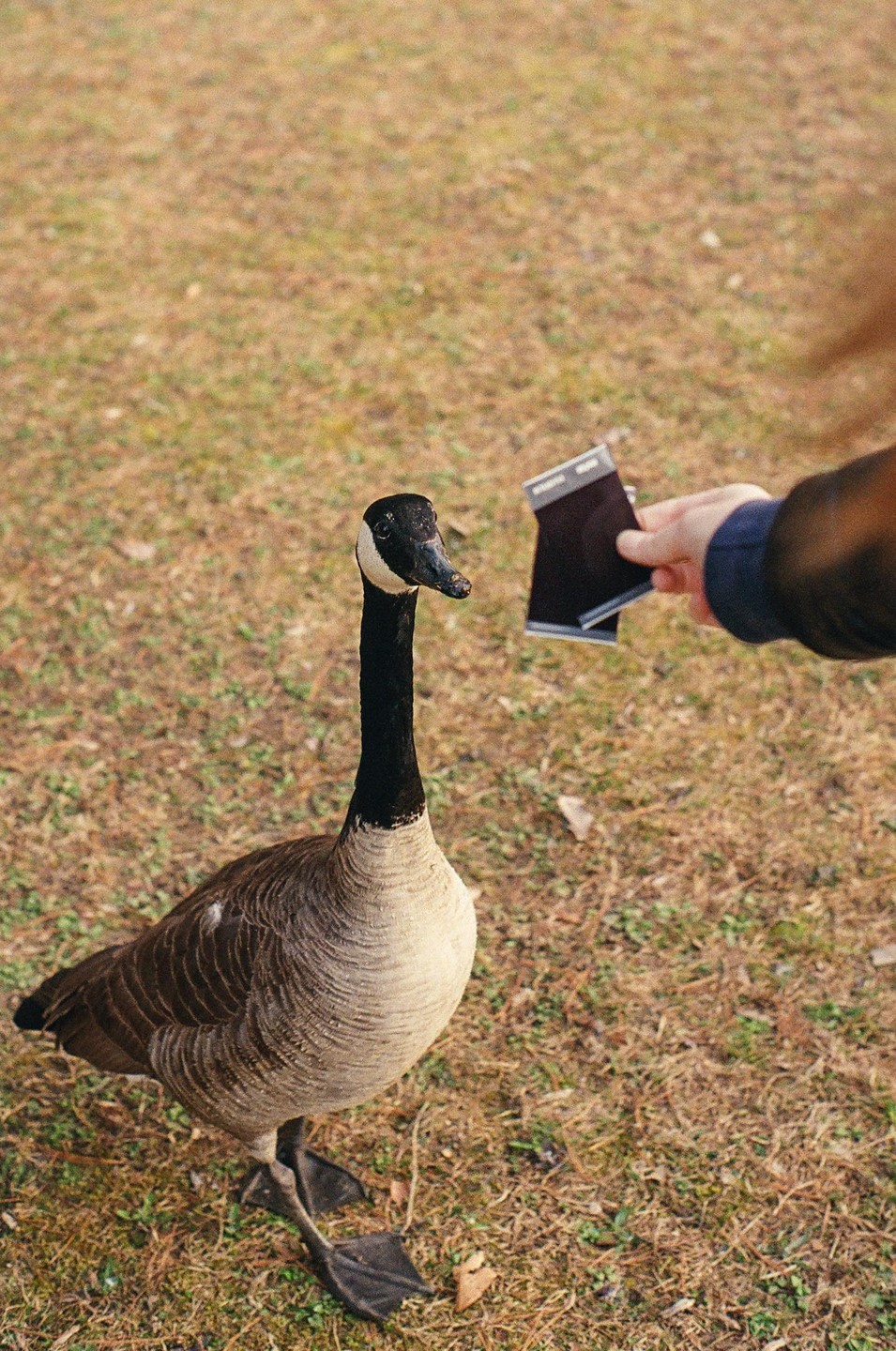 A person's hand offers a small black wallet to a goose standing on dry grass.