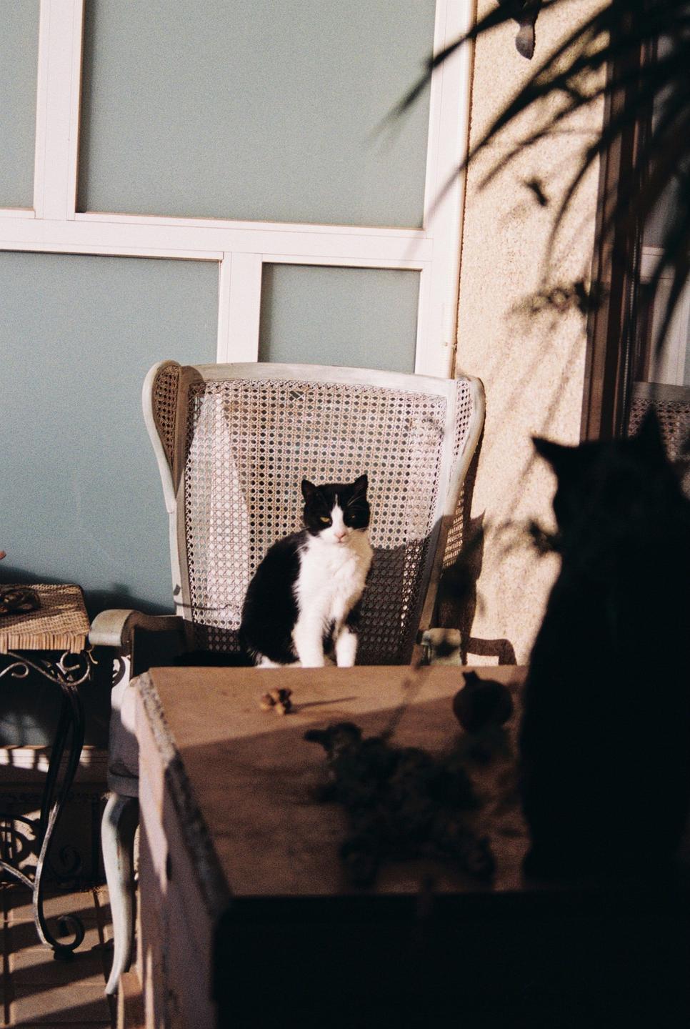 A black and white cat sits on a chair behind a table, with another cat in silhouette in the foreground.