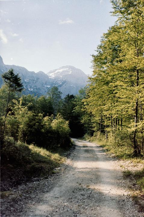 A dirt road leads through a forest towards a snow-capped mountain under a hazy sky.