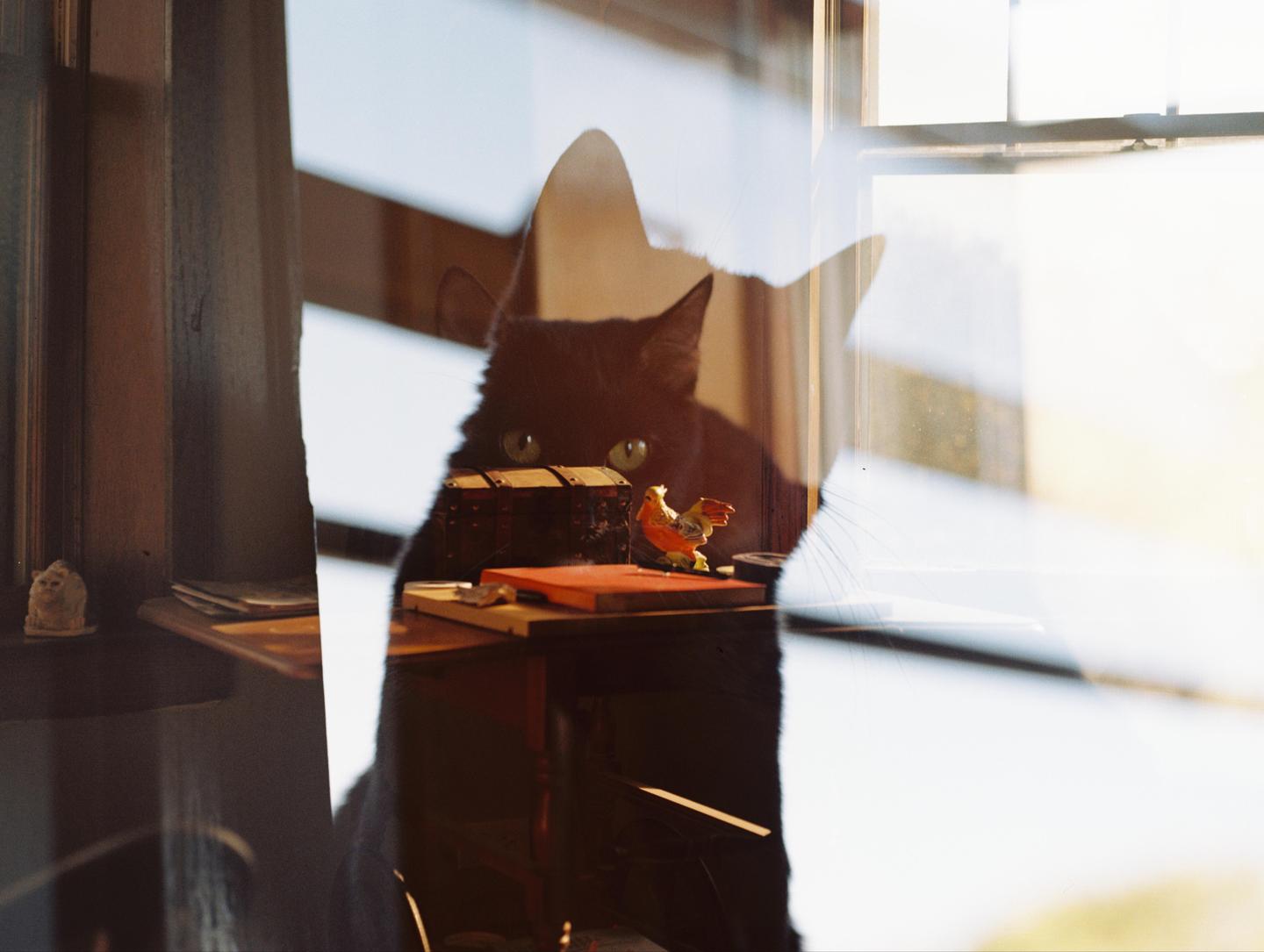 A black cat with green eyes is visible through a window, with a small chest and a chicken figurine on a table.