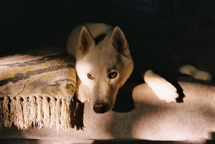 A white dog with amber eyes lies on a blanket, illuminated by a shaft of morning light.