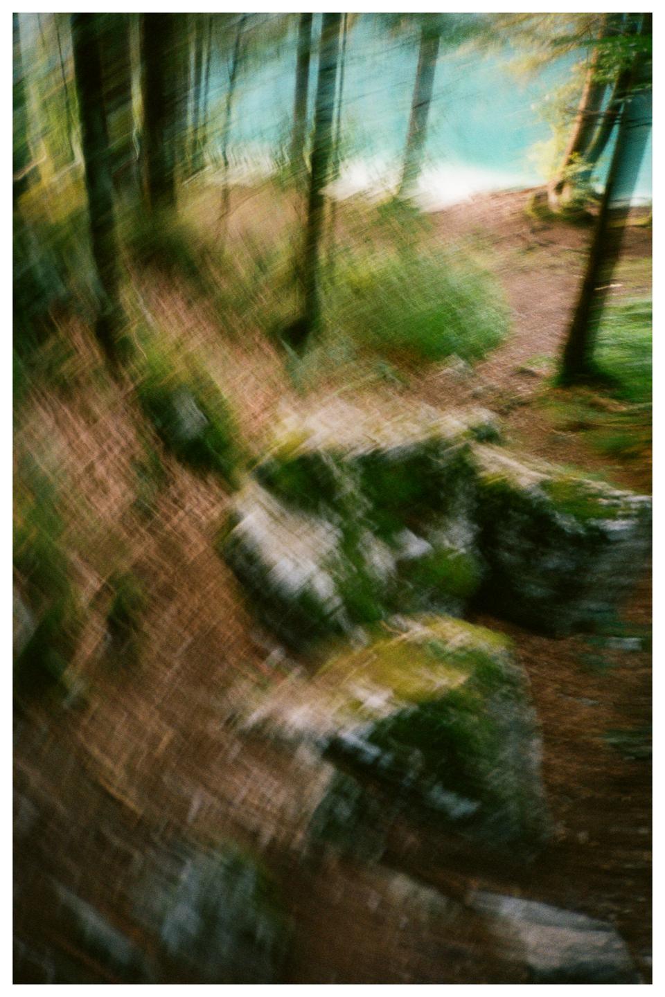 A blurry forest floor with trees and a body of water in the background is visible.