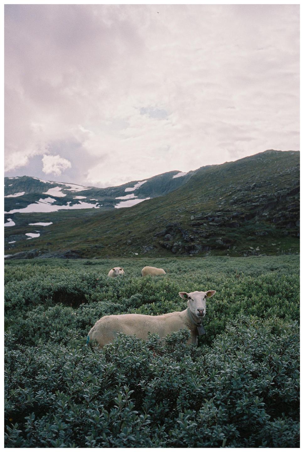 A sheep with a bell around its neck stands in a field of green bushes with snowy mountains in the background.