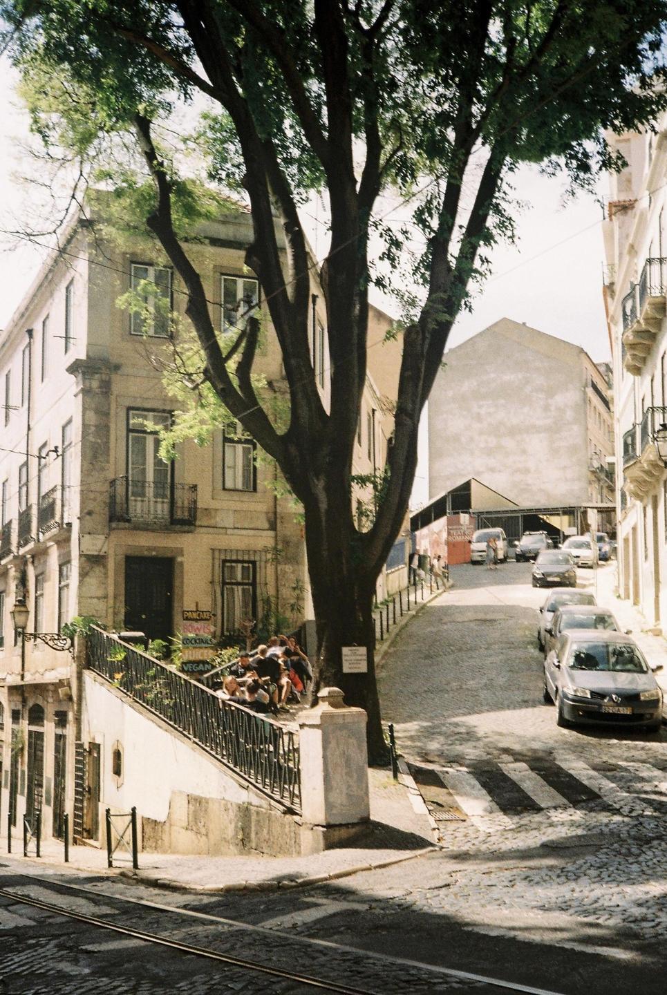 A large tree stands in the middle of a cobbled street with buildings and parked cars on either side.