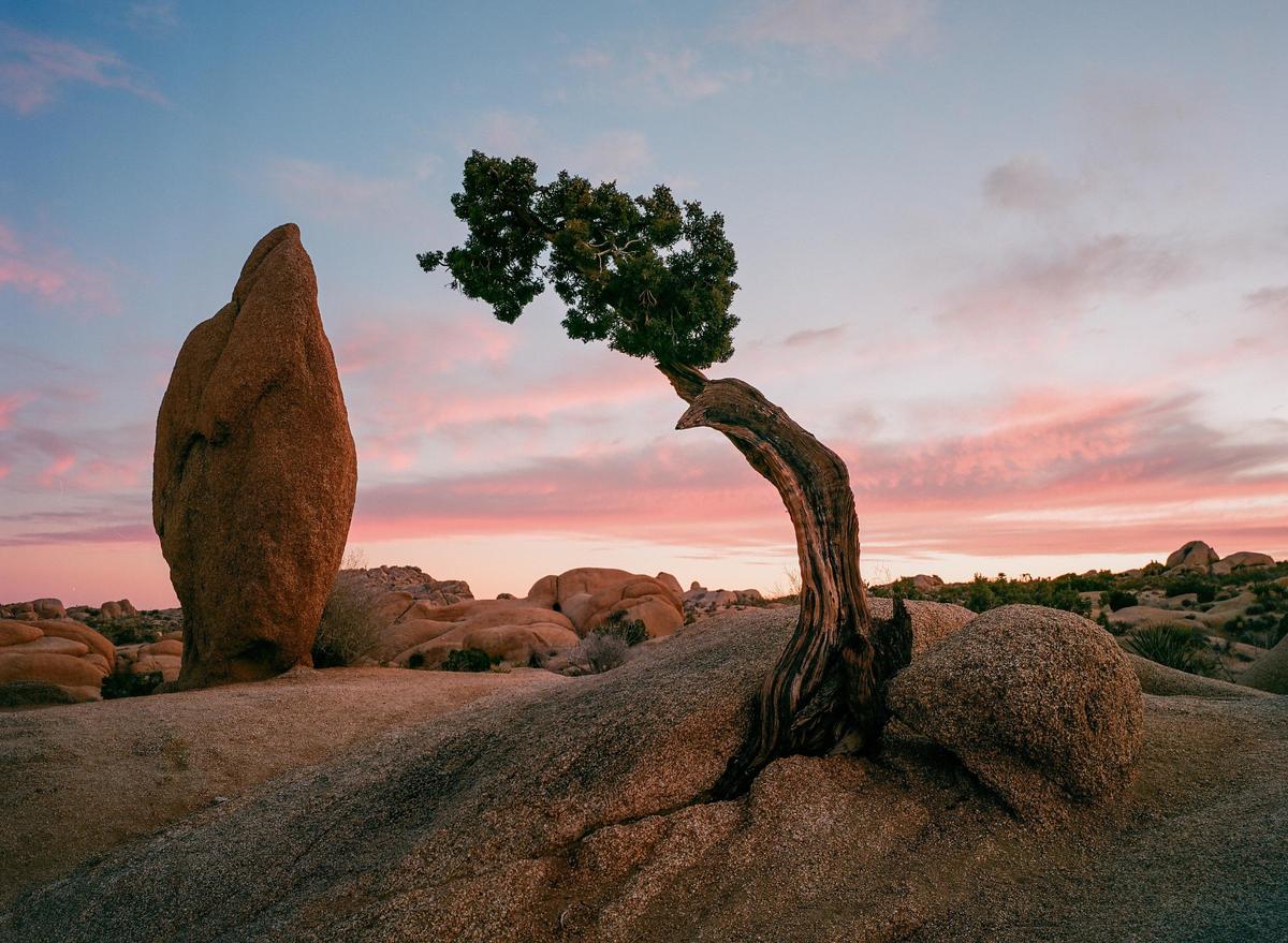 A lone tree with a gnarled trunk stands next to a large rock formation under a colorful sky at sunset.
