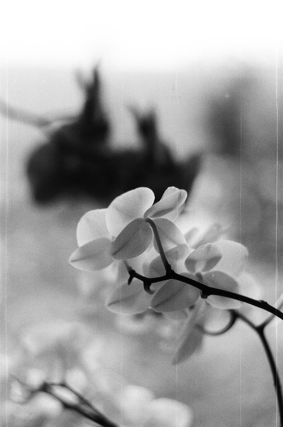 An orchid branch with several blossoms is in focus in the foreground, with a blurry background.