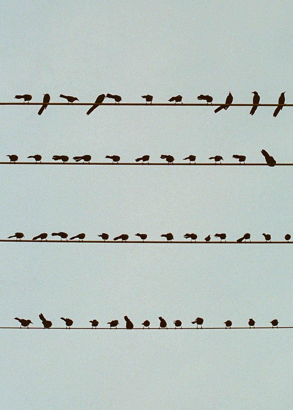 Many birds are silhouetted on four parallel wires against a light sky.