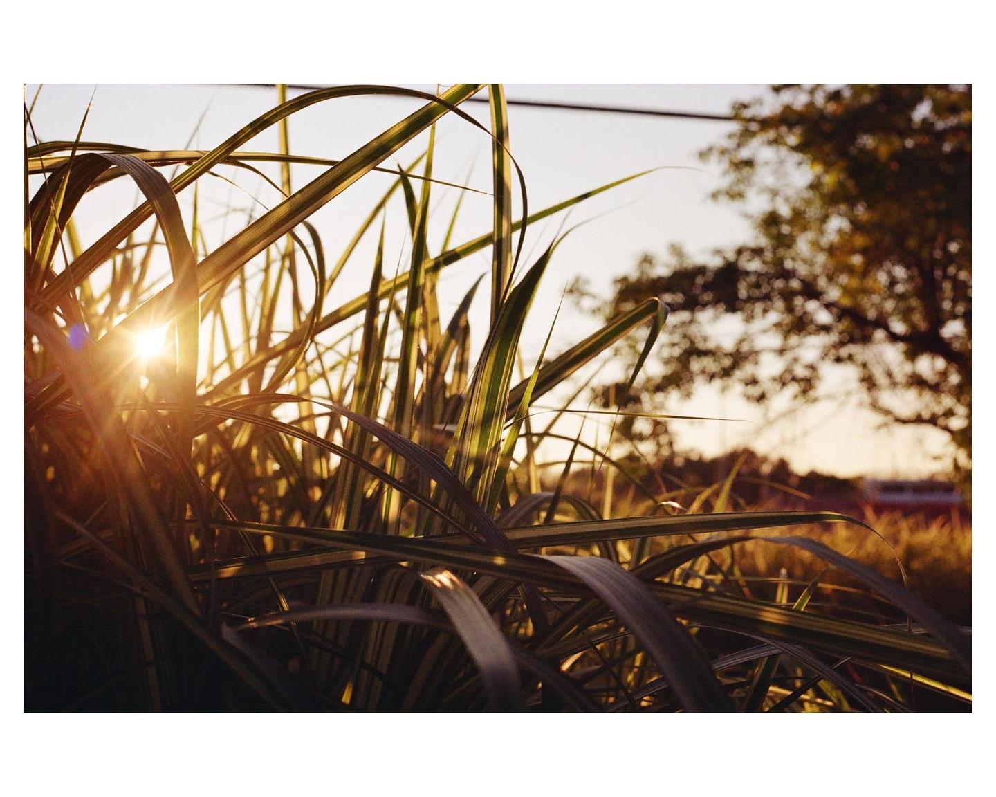 The sun shines through tall grass with a tree in the background.
