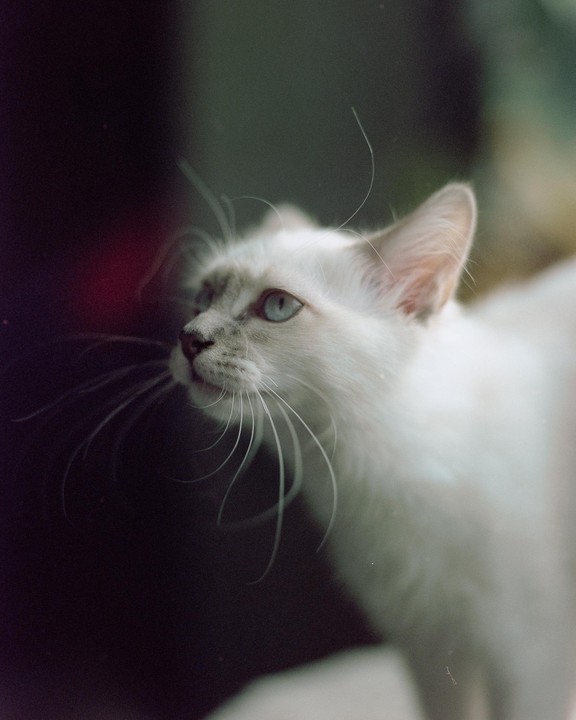 A white cat with blue eyes looks up and to the left.