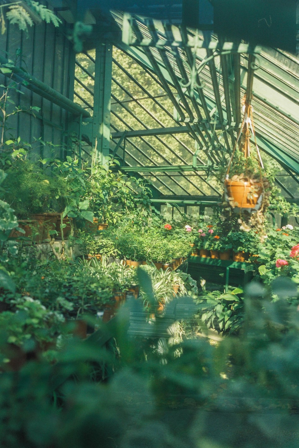 A variety of potted plants and flowers are arranged inside a greenhouse with a glass roof.