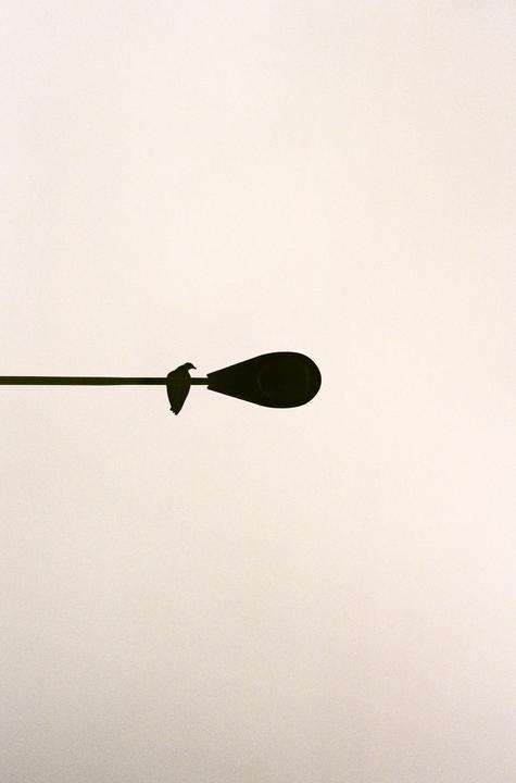 A bird perches on a street light against a bright, plain background.
