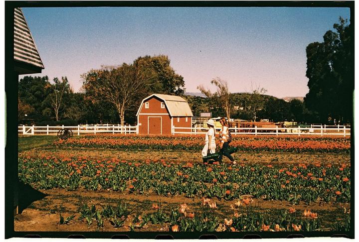 Two women walk through a field of orange flowers towards a red barn with a white fence.