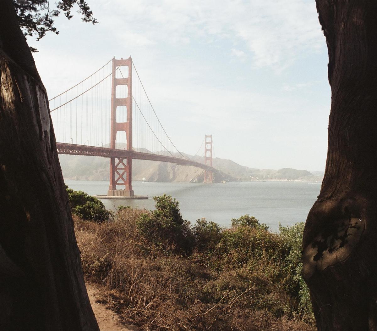 The Golden Gate Bridge is visible through a gap between two large tree trunks.