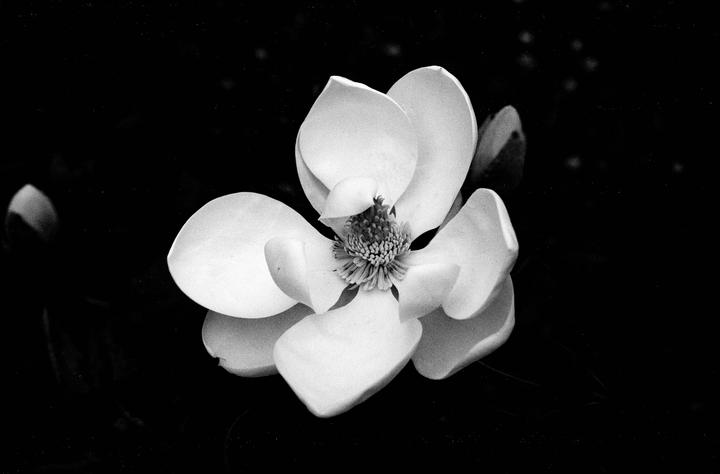 A white magnolia blossom with a prominent stamen is centered against a dark background.