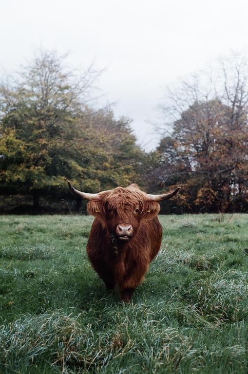 A highland cow with long horns and shaggy fur stands in a grassy field with trees in the background.