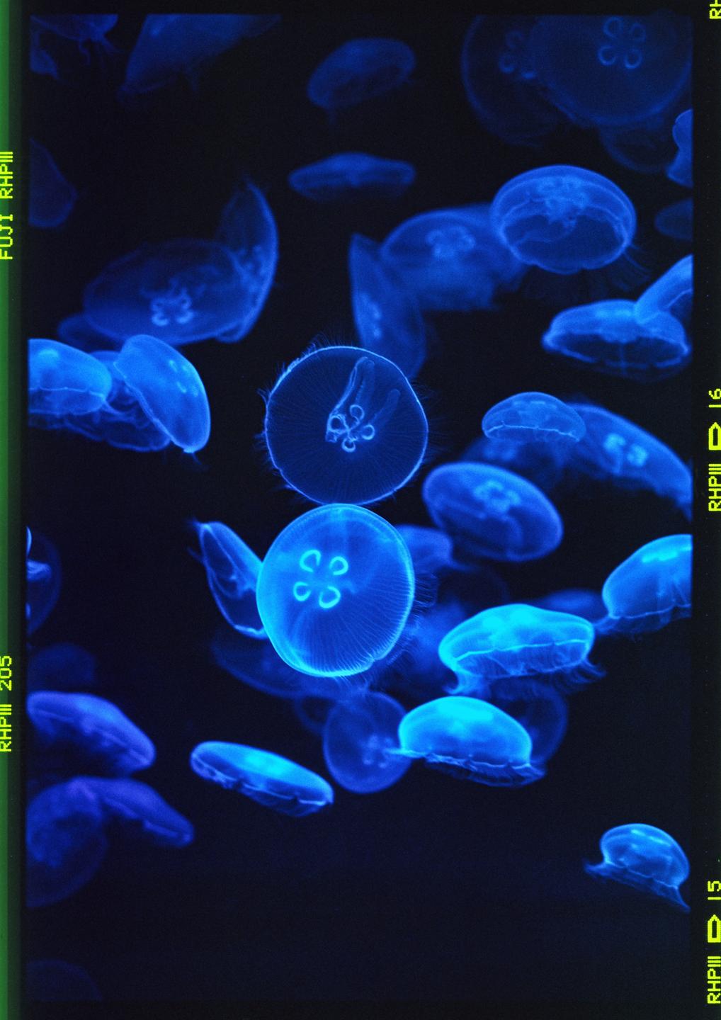 Many blue jellyfish are swimming in dark water.