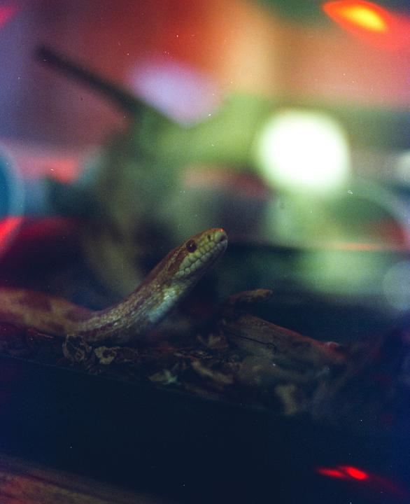 A snake is visible in a dark enclosure with colorful lights in the background.