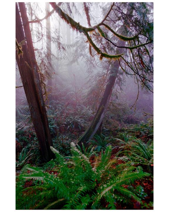 Sunlight filters through a misty forest with ferns and moss-covered trees.