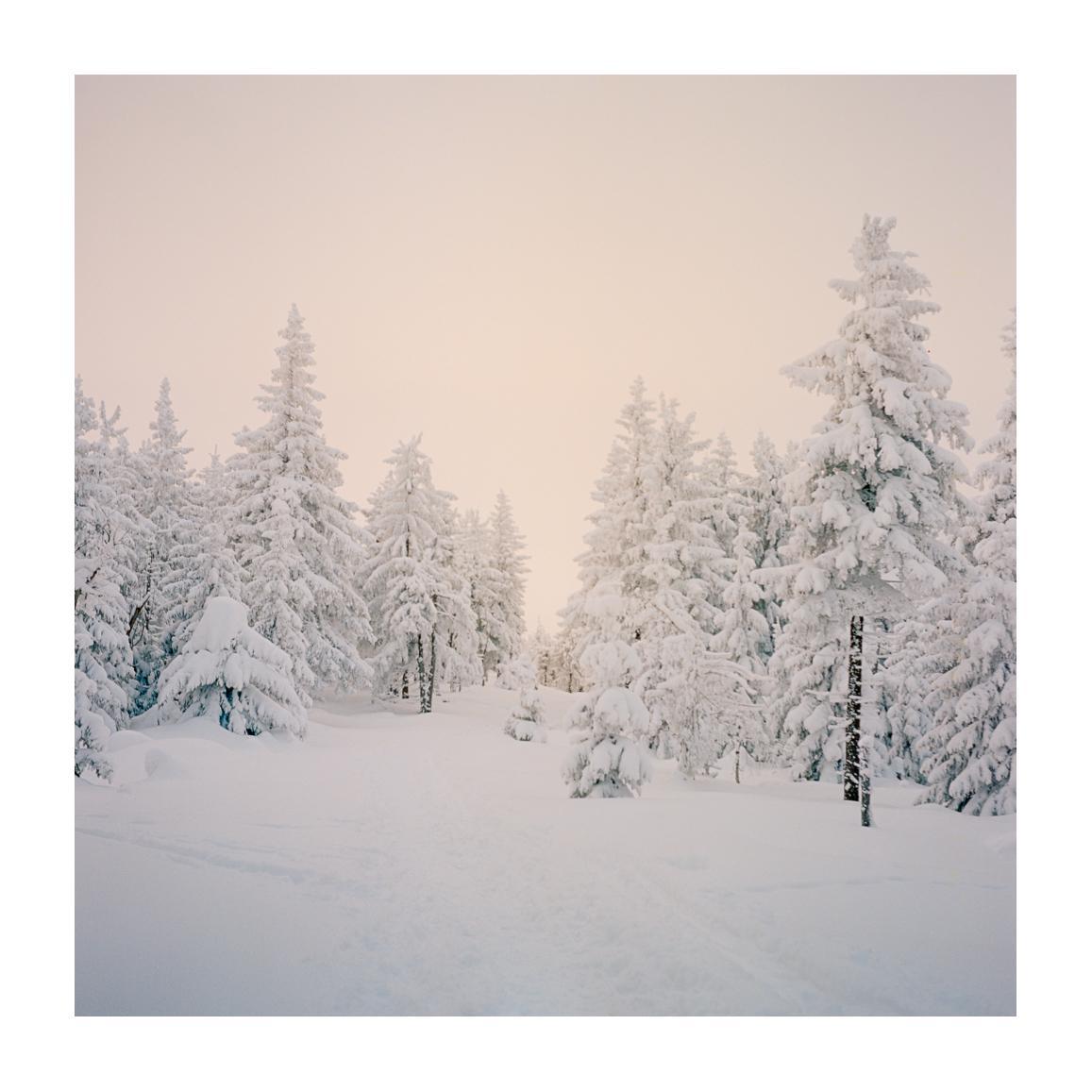 A snow-covered forest with evergreen trees is visible under a hazy sky.