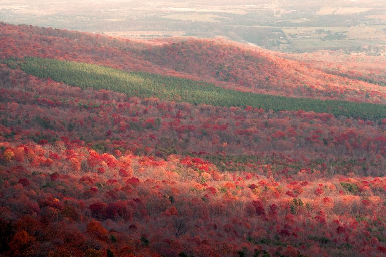 A vast forest of autumn trees covers rolling hills, with a strip of evergreen trees cutting through the middle.