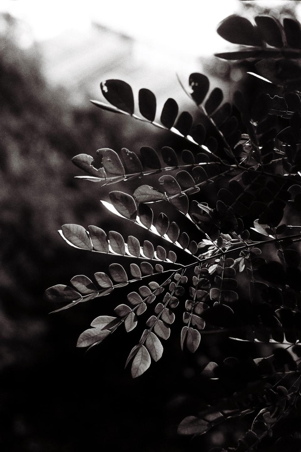 Leaves are backlit, creating a strong contrast against a dark background.