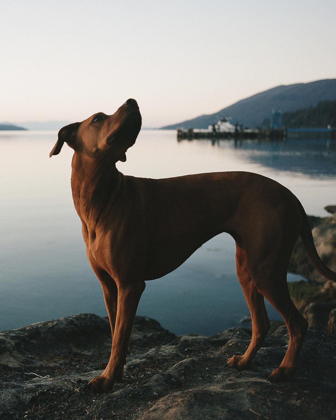 A brown dog stands on a rocky shore looking up, with a body of water, mountains, and a boat in the background.