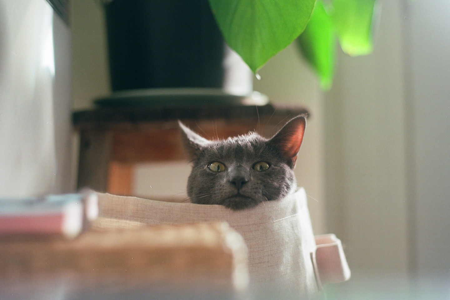 A gray cat peeks out from a light-colored fabric container, with a green plant leaf visible in the background.