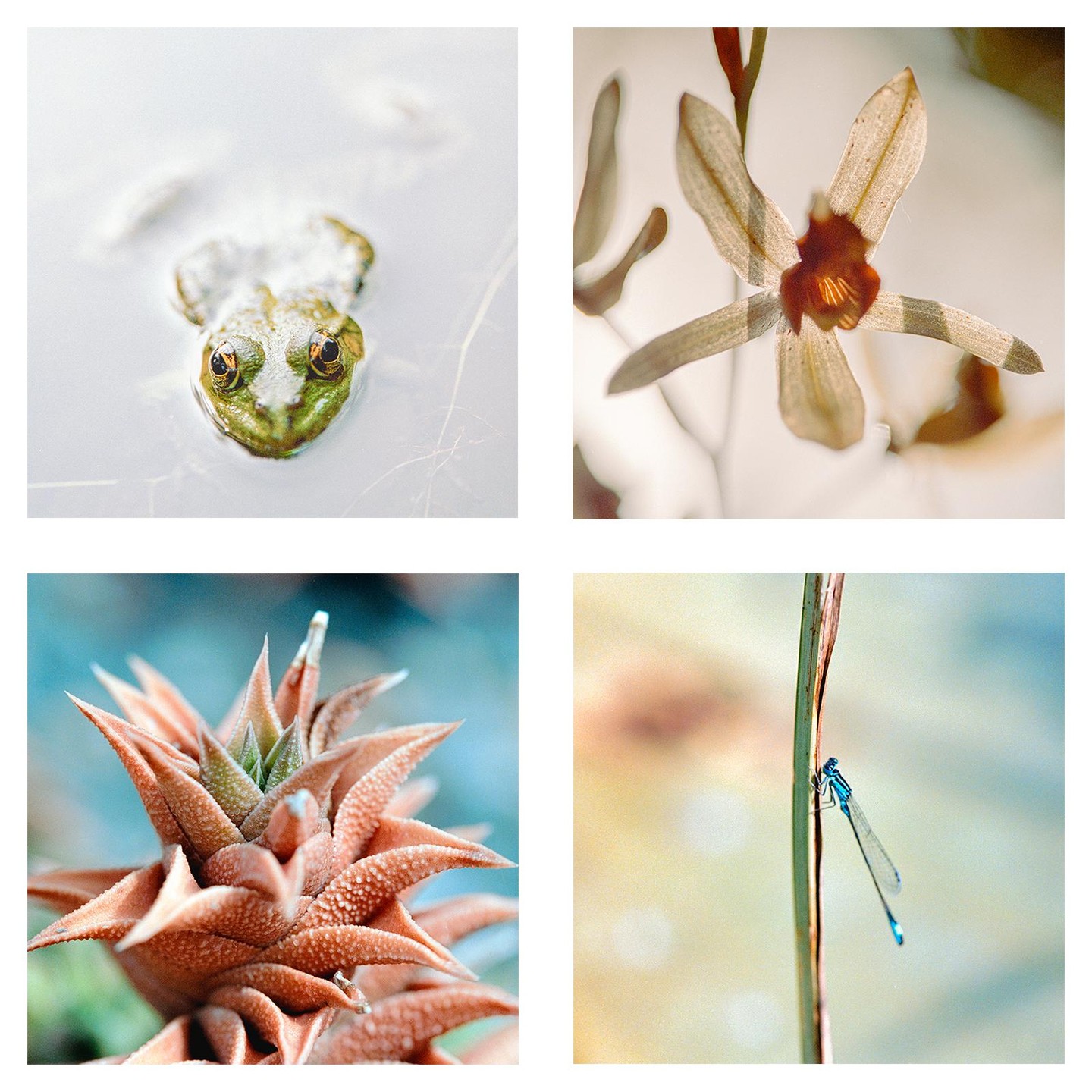 Four macro photographs show a frog in water, a flower, a succulent plant, and a damselfly on a stem.