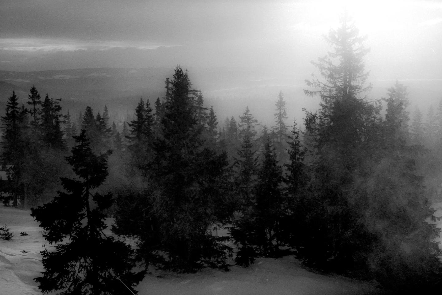 A forest of pine trees is covered in snow and fog during a snowstorm.