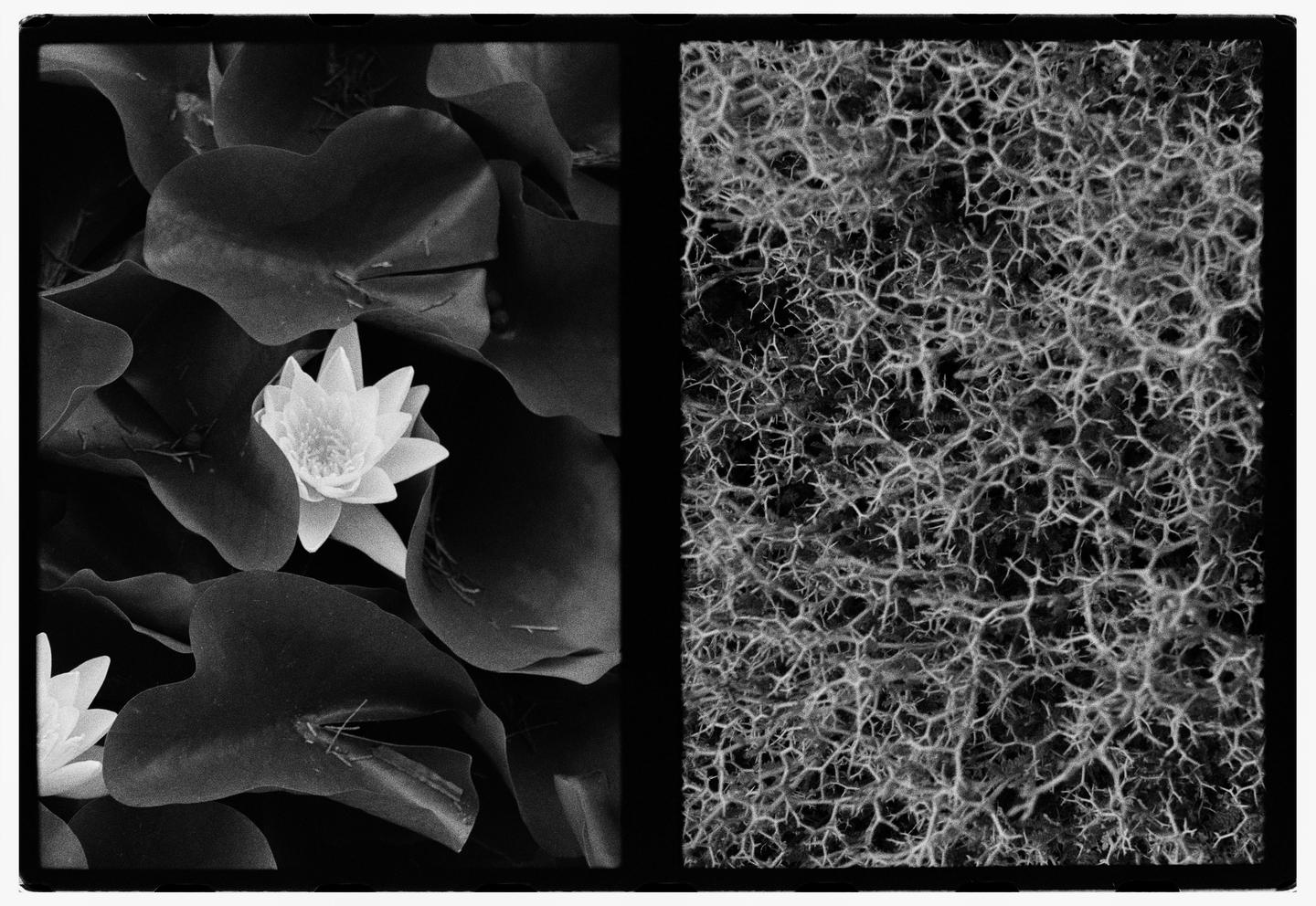 A diptych shows a water lily and lily pads on the left and a textured pattern of branches or roots on the right.