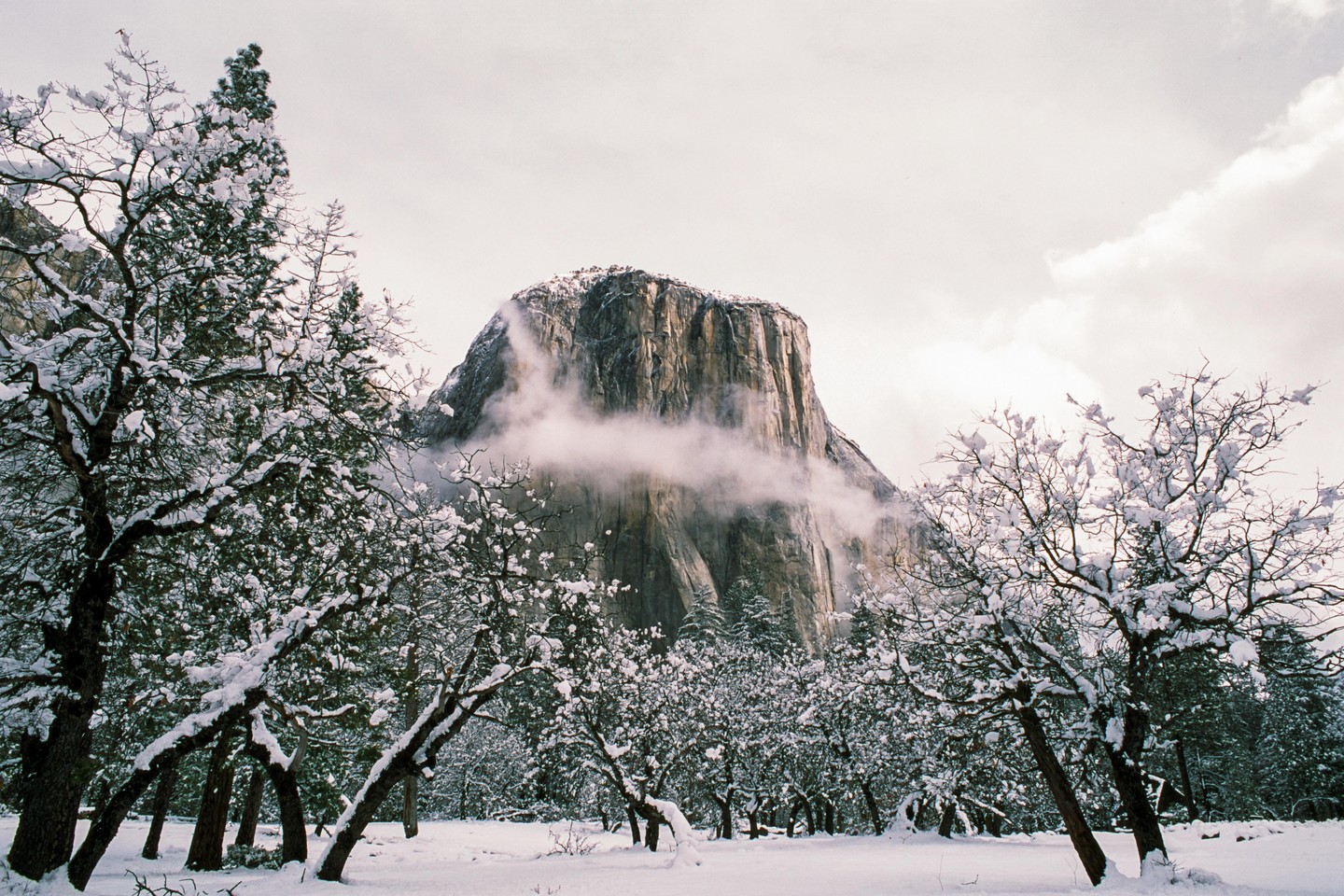 A snow-covered landscape with trees in the foreground and a large mountain partially obscured by fog in the background.