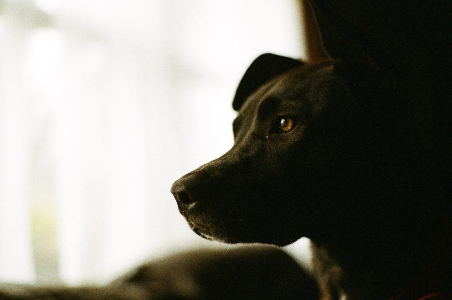 A black dog is shown in profile with its eye visible and the rest of its face in shadow.