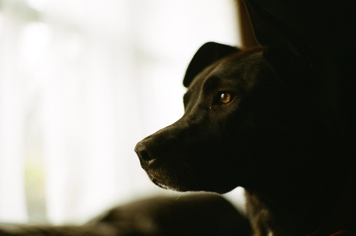 A black dog is shown in profile with its eye visible and the rest of its face in shadow.