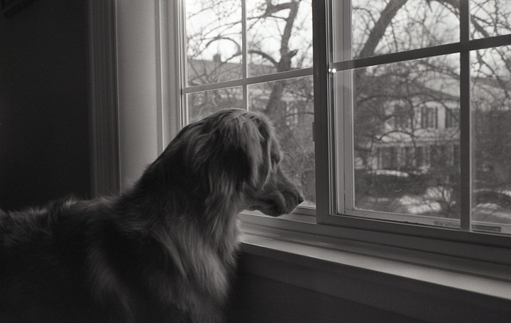 A dog looks out a window at a house and trees.