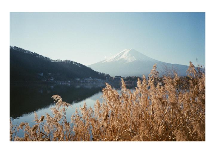A snow-capped mountain rises behind a lake with a town on its shore, seen through tall golden reeds.