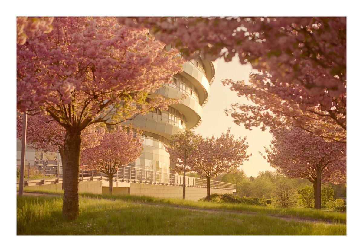 A modern building with a curved facade is surrounded by cherry trees in full blossom.