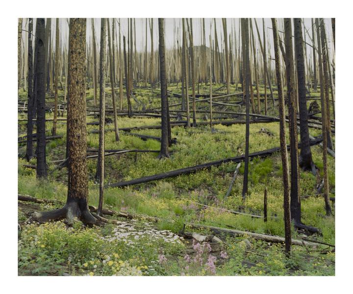 A forest of charred tree trunks stands amidst a field of green grass and wildflowers.