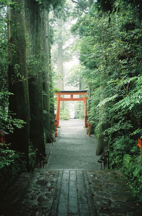 A red torii gate stands at the end of a stone path lined with tall trees and green foliage.