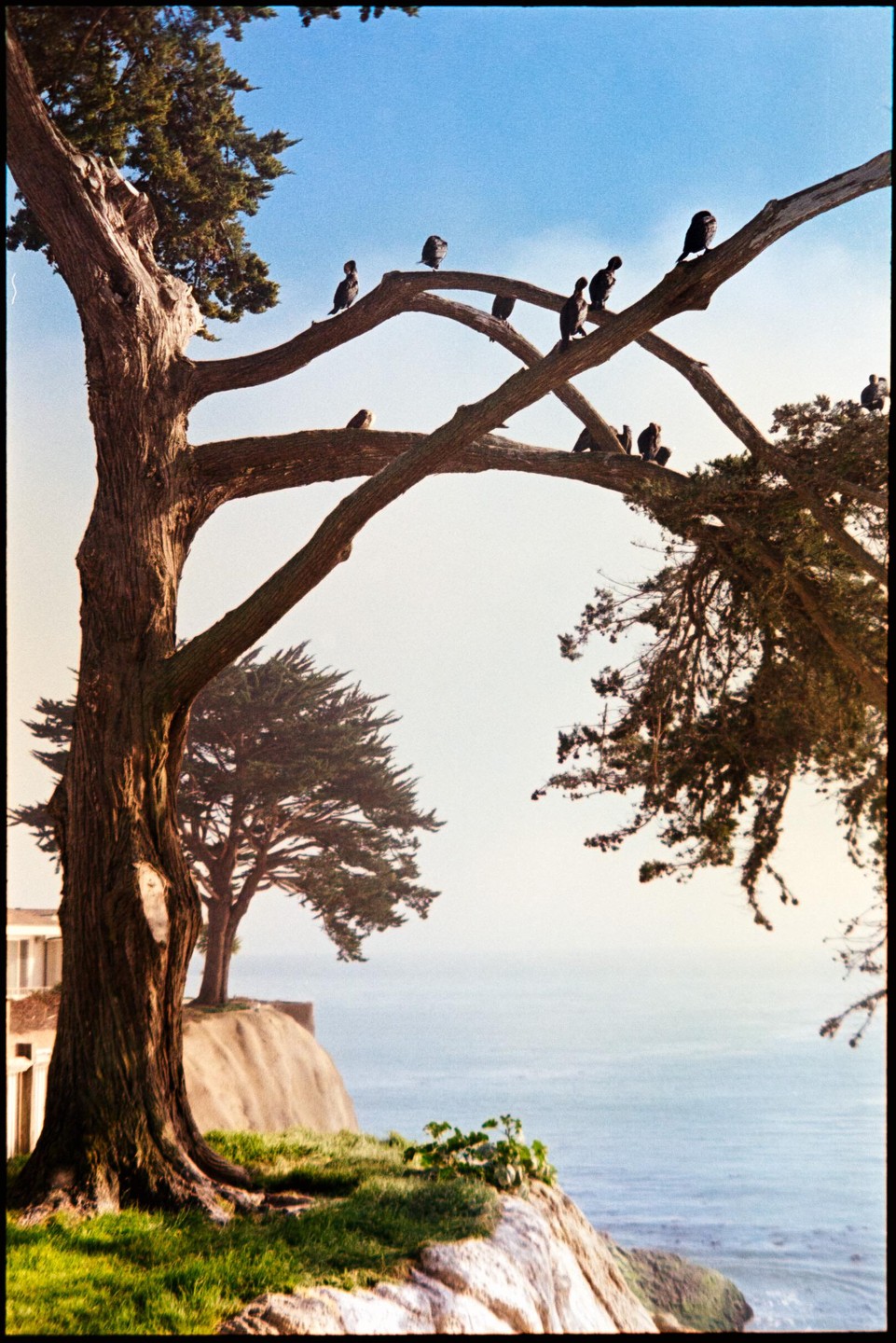Birds perch on the branches of a large tree overlooking the ocean.