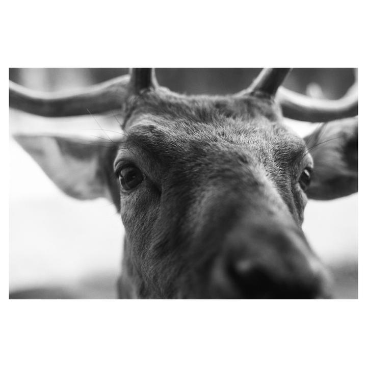A deer with antlers looks directly at the viewer.