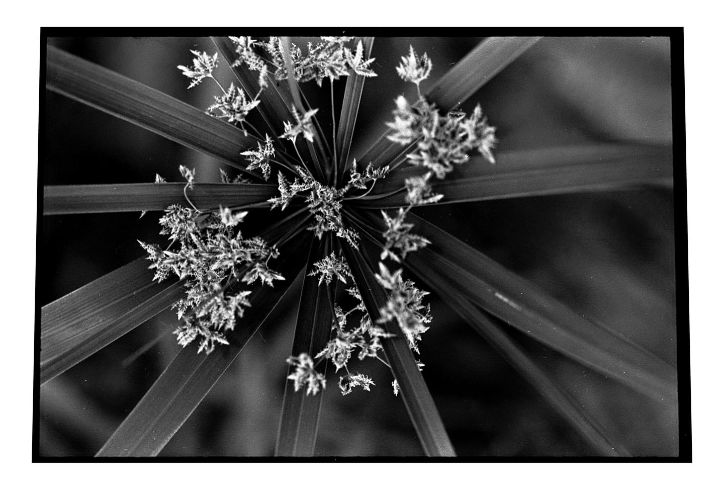 A close-up, overhead view shows the spiky leaves and seed heads of a plant.