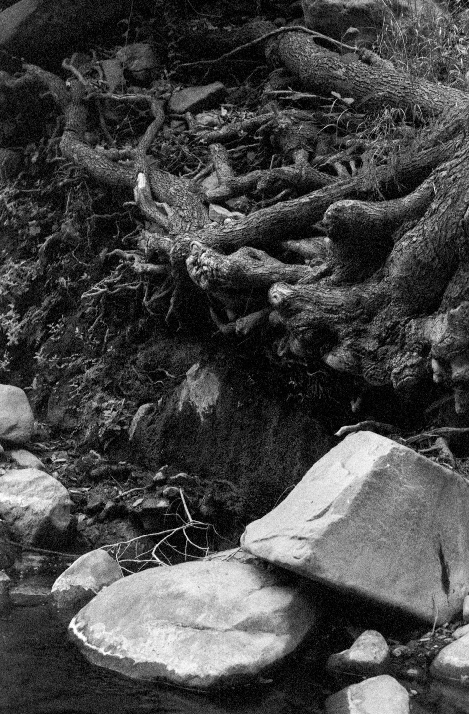 Large tree roots are exposed on a bank above rocks and water.