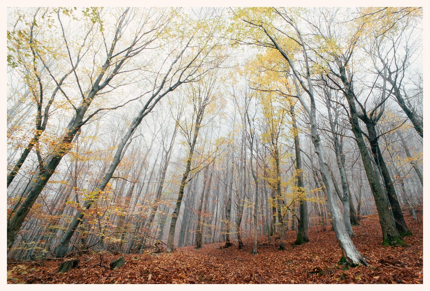 A forest of tall trees with yellow and bare branches stands on a ground covered in brown autumn leaves.
