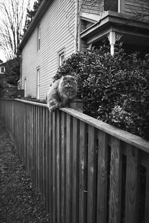 A fluffy cat sits on a wooden fence next to a house and bushes.