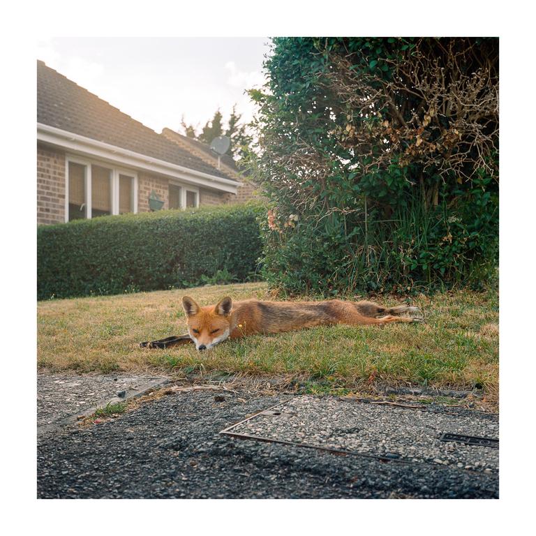 A fox is lying on the grass in front of a house with a hedge and a bush.