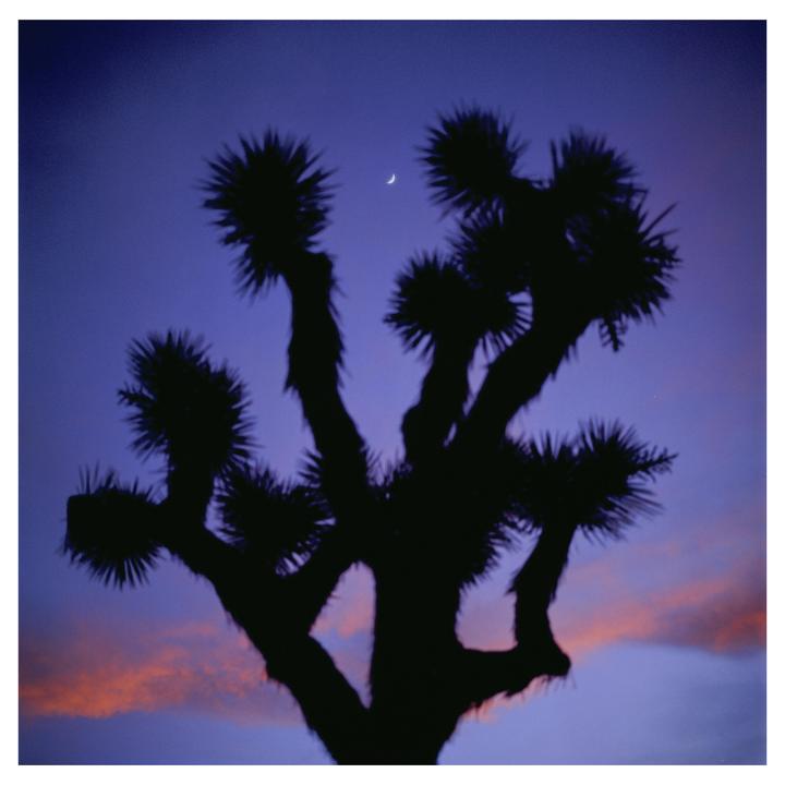 A Joshua tree is silhouetted against a purple and orange sky with a crescent moon.