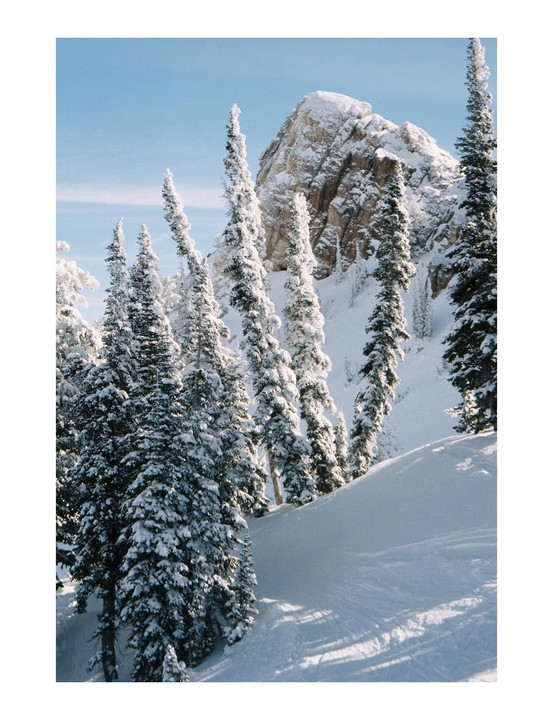 Snow-covered pine trees stand tall in a winter mountain landscape under a clear blue sky.