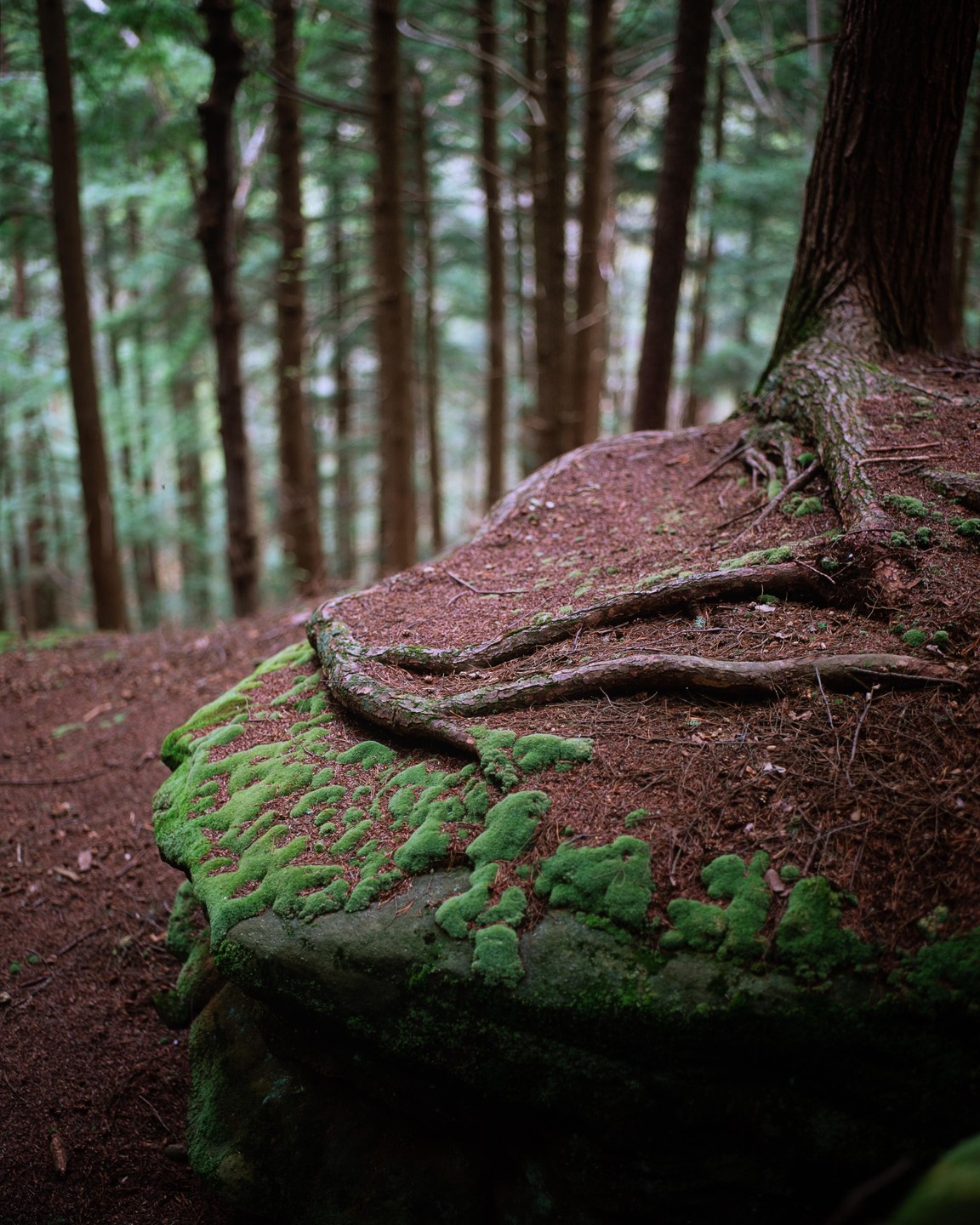 A tree with exposed roots grows on a mossy rock in a forest.