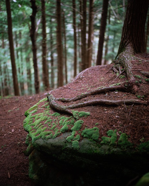 A tree with exposed roots grows on a mossy rock in a forest.