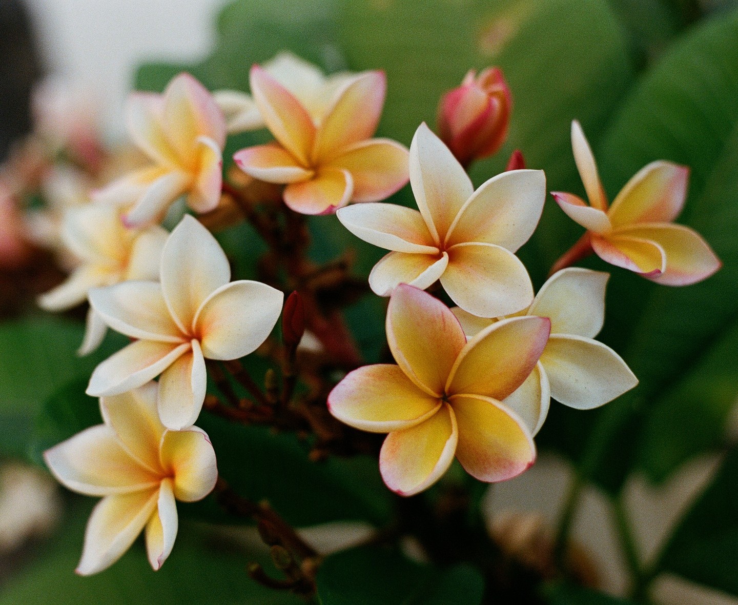 A cluster of plumeria flowers with white and yellow petals, some with pink edges, are in bloom against a green background.